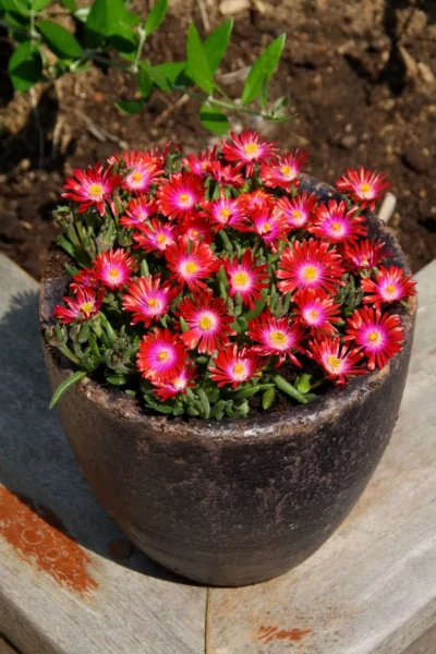 DELOSPERMA/IJSBLOEM RED - Afbeelding 2