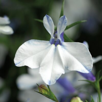 LOBELIA ERINUS/(TUIN)LOBELIA 'DELFT BLUE' - Afbeelding 3