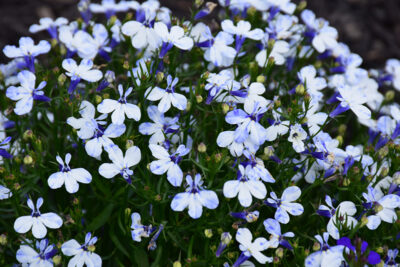 LOBELIA ERINUS/(TUIN)LOBELIA 'DELFT BLUE'