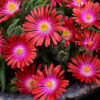 DELOSPERMA/IJSBLOEM RED