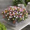 DELOSPERMA/IJSBLOEM MIX
