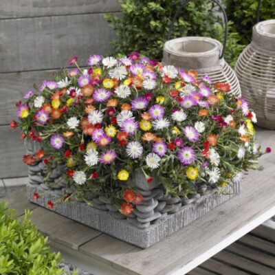 DELOSPERMA/IJSBLOEM MIX