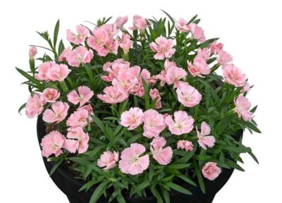 DIANTHUS CARYOPHYLLUS/TUINANJER BEAUTIES FREYA