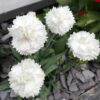 DIANTHUS CARYOPHYLLUS/TUINANJER SUNCHARM WHITE - Afbeelding 2