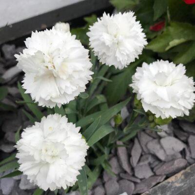 DIANTHUS CARYOPHYLLUS/TUINANJER SUNCHARM WHITE - Afbeelding 2