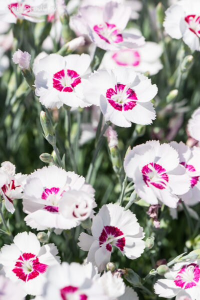 DIANTHUS CARYOPHYLLUS/TUINANJER DIXIE WHITE RED