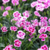 DIANTHUS CARYOPHYLLUS/TUINANJER SUNFLOR CHARMY - Afbeelding 3