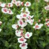 DIASCIA/ELFENSPOOR APPLE BLOSSOM