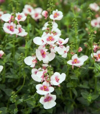 DIASCIA/ELFENSPOOR APPLE BLOSSOM