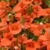 DIASCIA/ELFENSPOOR ORANGE/SALMON