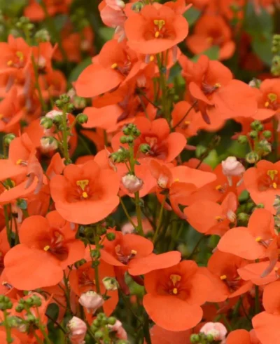 DIASCIA/ELFENSPOOR ORANGE/SALMON