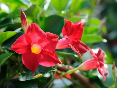 DIPLADENIA RED