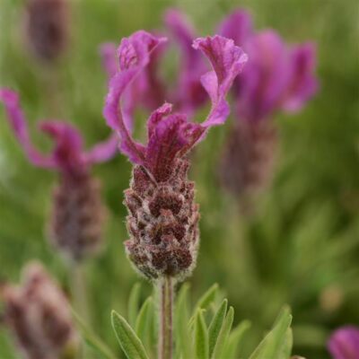 LAVANDULA STOECHAS 'PURPLE'/KUIFLAVENDEL