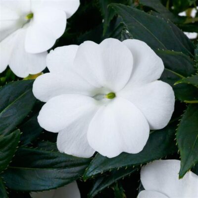 IMPATIENS SUNSPATIENS/VLIJTIG LIESJE WHITE