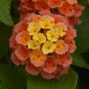 LANTANA CAMARA/WISSELBLOEM 'ORANGE' - Afbeelding 2