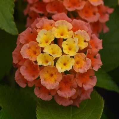 LANTANA CAMARA/WISSELBLOEM 'ORANGE' - Afbeelding 2