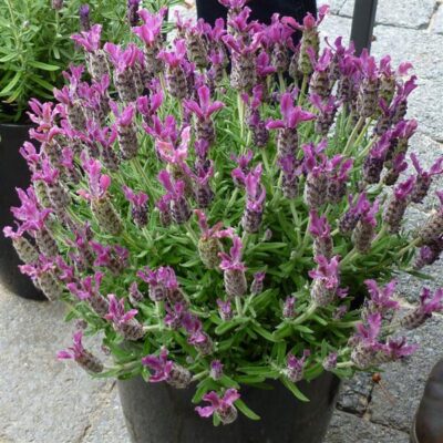 LAVANDULA STOECHAS 'PURPLE'/KUIFLAVENDEL - Afbeelding 2