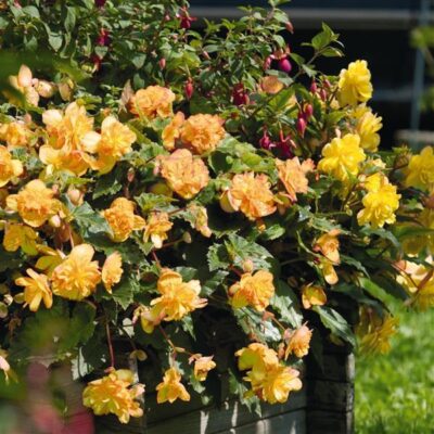 BEGONIA ILLUMINATION/HANGENDE KNOLBEGONIA APRICOT ORANGE