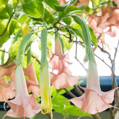 BRUGMANSIA/TROMPETBLOEM, ENGELENTROMPET - PINK