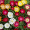 DELOSPERMA/IJSBLOEM MIX - Afbeelding 2