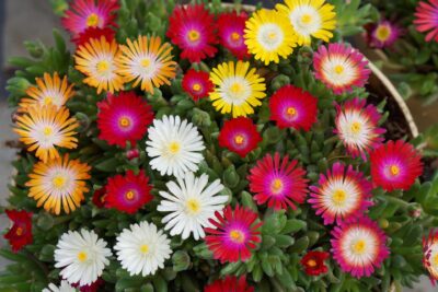DELOSPERMA/IJSBLOEM MIX - Afbeelding 2