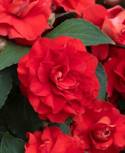 IMPATIENS WALLERIANA (DOUBLE)/VLIJTIG LIESJE RED
