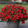 IMPATIENS WALLERIANA (DOUBLE)/VLIJTIG LIESJE RED - Afbeelding 2
