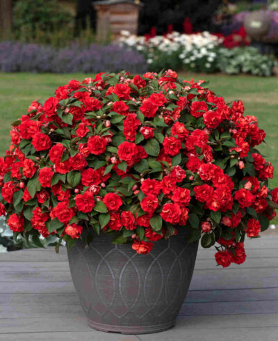 IMPATIENS WALLERIANA (DOUBLE)/VLIJTIG LIESJE RED - Afbeelding 2