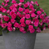 IMPATIENS WALLERIANA (DOUBLE)/VLIJTIG LIESJE PINK - Afbeelding 2