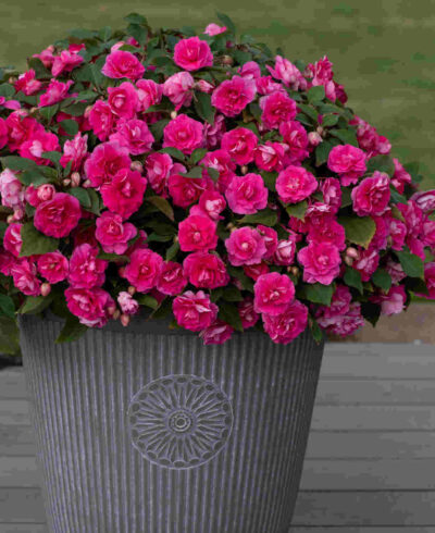 IMPATIENS WALLERIANA (DOUBLE)/VLIJTIG LIESJE PINK - Afbeelding 2