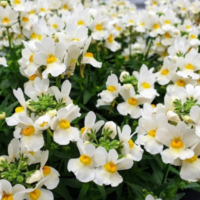 NEMESIA/ELFENSPIEGEL 'HONEY WHITE'