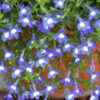 LOBELIA ERINUS/(TUIN)LOBELIA 'HOT BAVARIA' - Afbeelding 2