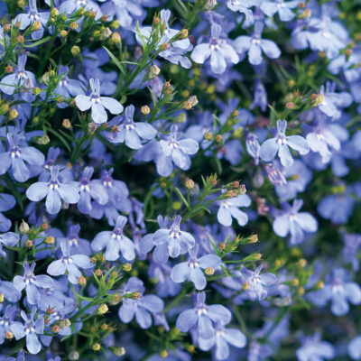 LOBELIA ERINUS/(TUIN)LOBELIA 'HOT WATER BLUE'