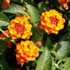 LANTANA CAMARA/WISSELBLOEM 'ORANGE'