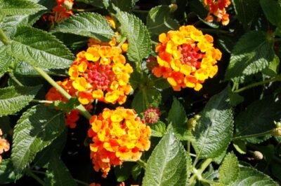 LANTANA CAMARA/WISSELBLOEM 'ORANGE'
