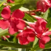 NERIUM OLEANDER - RED