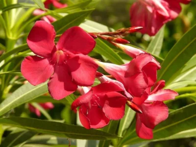 NERIUM OLEANDER - RED