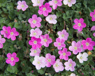 ERODIUM/REIGERSBEK 'BISHOP'S FORM'