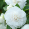 IMPATIENS WALLERIANA (DOUBLE)/VLIJTIG LIESJE WHITE