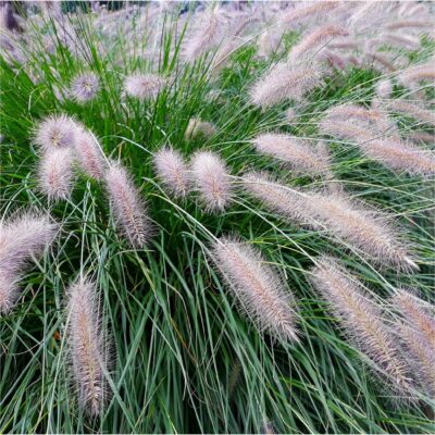 PENNISETUM ALOPECUROIDES 'HAMELN'/LAMPENPOETSERSGRAS - Afbeelding 2