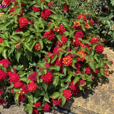 LANTANA CAMARA/WISSELBLOEM 'BANDANA HOT BLOODED RED' - Afbeelding 2