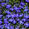 LOBELIA ERINUS/(TUIN)LOBELIA 'AFRICO TRUE BLEU'