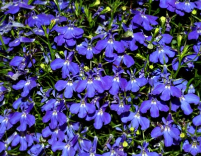 LOBELIA ERINUS/(TUIN)LOBELIA 'AFRICO TRUE BLEU'