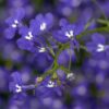 LOBELIA ERINUS/(TUIN)LOBELIA 'AFRICO TRUE BLEU' - Afbeelding 2