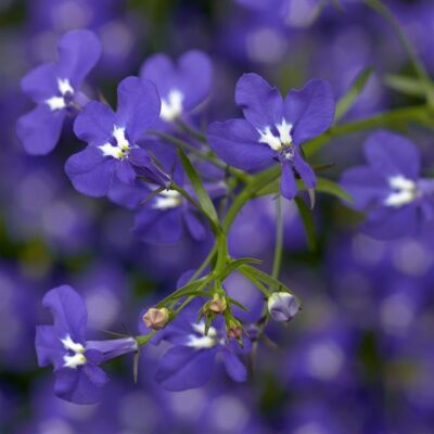LOBELIA ERINUS/(TUIN)LOBELIA 'AFRICO TRUE BLEU' - Afbeelding 2