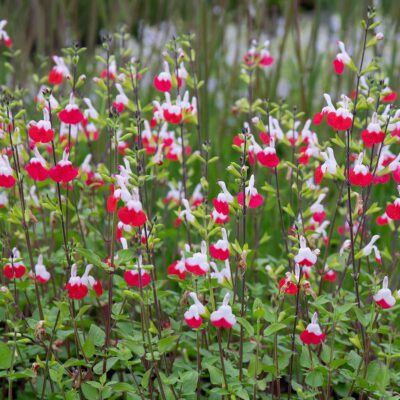 SALVIA MICROPHYLLA 'HOT LIPS'/SALIE