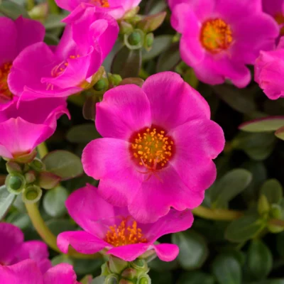 PORTULACA GRANDIFLORA/PORTULAK, POSTELEIN 'NANO PURPLE'