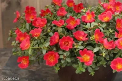 PORTULACA GRANDIFLORA/PORTULAK, POSTELEIN 'NANO TROPICAL PUNCH'