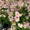 NEMESIA/ELFENSPIEGEL 'SUNSATIA PLUS LYCHEE' - Afbeelding 2