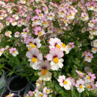NEMESIA/ELFENSPIEGEL 'SUNSATIA PLUS LYCHEE' - Afbeelding 2